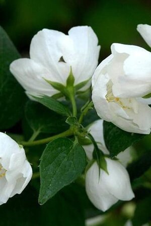 Philadelphus 'Bouquet Blanc' 80-100 cm cont. 10L - afbeelding 2