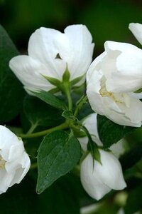 Philadelphus 'Bouquet Blanc' 80-100 cm cont. 10L - afbeelding 2