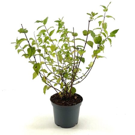 Philadelphus 'Belle Etoile' 30-40 cm cont. 3,0L - afbeelding 1