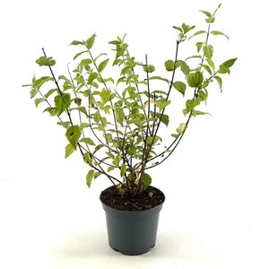 Philadelphus 'Belle Etoile' 30-40 cm cont. 3,0L - afbeelding 1