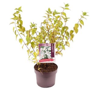 Philadelphus 'Belle Etoile' 30-40 cm cont. 3,0L