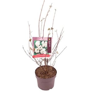 Philadelphus 'Belle Etoile' 30-40 cm cont. 3,0L