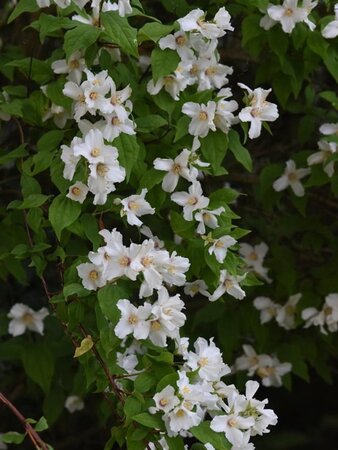 Philadelphus 'Belle Etoile' 40-60 cm cont. 3,0L - afbeelding 1