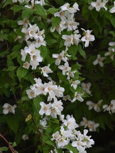 Philadelphus 'Belle Etoile' 60-100 cm wortelgoed struik