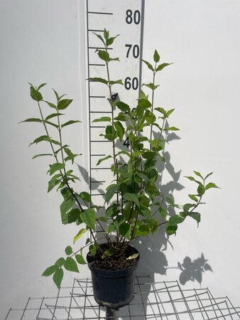 Philadelphus 'Belle Etoile' geen maat specificatie cont. 3,0L - afbeelding 1