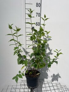 Philadelphus 'Belle Etoile' geen maat specificatie cont. 3,0L