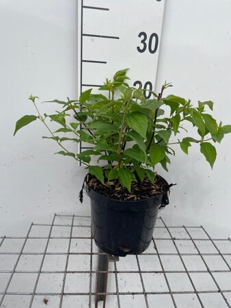 Philadelphus 'Belle Etoile' geen maat specificatie cont. 3,0L - afbeelding 2