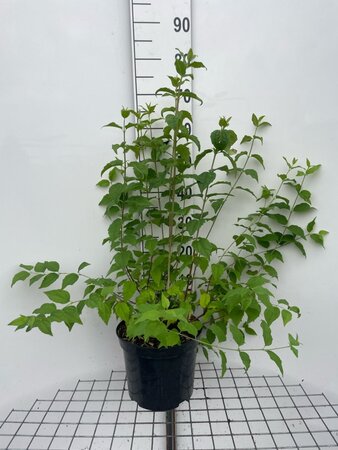 Philadelphus 'Belle Etoile' geen maat specificatie cont. 7,5L - afbeelding 2