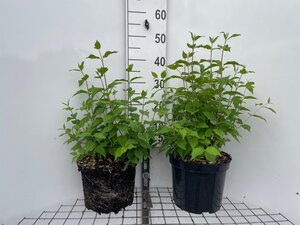 Philadelphus 'Belle Etoile' geen maat specificatie cont. 7,5L