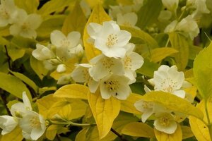 Philadelphus cor. 'Aureus' 30-50 cm cont. 3,0L - afbeelding 2