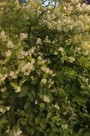 Philadelphus cor. 'Aureus' 30-50 cm cont. 3,0L - afbeelding 3