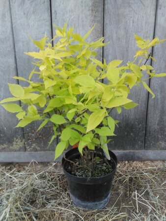 Philadelphus cor. 'Aureus' 30-50 cm cont. 3,0L - afbeelding 4