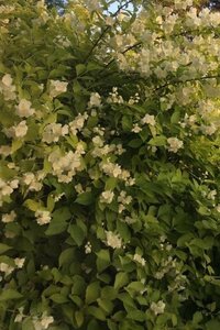 Philadelphus cor. 'Aureus' 30-50 cm wortelgoed struik - afbeelding 3