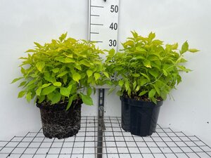 Philadelphus cor. 'Aureus' geen maat specificatie cont. 7,5L