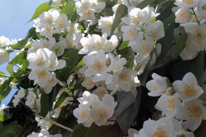 Philadelphus coronarius 60-100 cm wortelgoed 3-5 tak struik - afbeelding 2