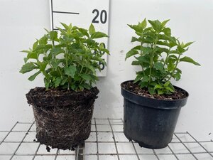 Philadelphus coronarius geen maat specificatie cont. 3,0L
