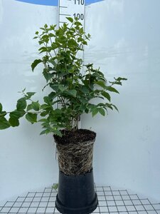 Philadelphus coronarius geen maat specificatie cont. 7,5L
