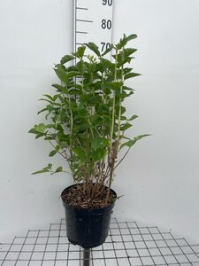 Philadelphus coronarius geen maat specificatie cont. 7,5L - afbeelding 2