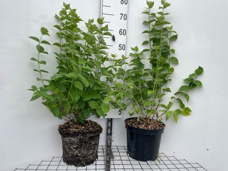 Philadelphus coronarius geen maat specificatie cont. 7,5L - afbeelding 1