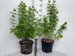 Philadelphus coronarius geen maat specificatie cont. 7,5L