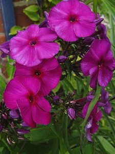 Phlox (P) 'Düsterlohe' geen maat specificatie 0,55L/P9cm