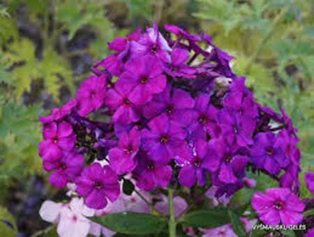 Phlox (P) 'Düsterlohe' geen maat specificatie 0,55L/P9cm - afbeelding 2