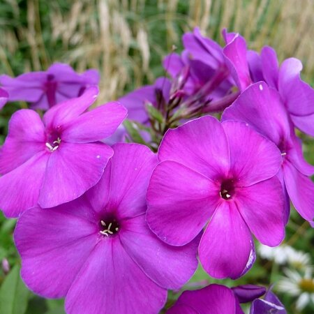 Phlox (P) 'Düsterlohe' geen maat specificatie 0,55L/P9cm - afbeelding 3