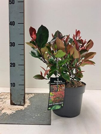 Photinia fraseri 'Little Red Robin' 20-30 cm cont. 2,0L