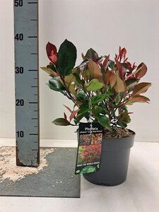 Photinia fraseri 'Little Red Robin' 20-30 cm cont. 2,0L