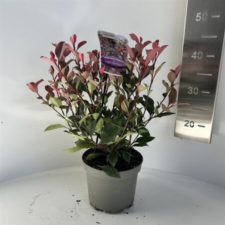Photinia fraseri 'Little Red Robin' 20-30 cm cont. 2,0L - afbeelding 1