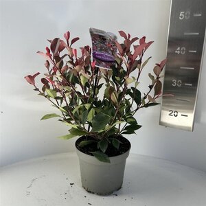 Photinia fraseri 'Little Red Robin' 20-30 cm cont. 2,0L