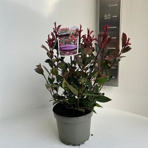 Photinia fraseri 'Little Red Robin' 20-30 cm cont. 2,0L