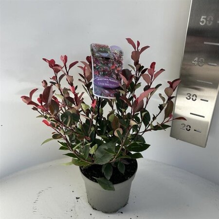 Photinia fraseri 'Little Red Robin' 20-30 cm cont. 2,0L - afbeelding 2