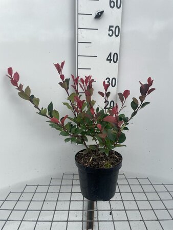 Photinia fraseri 'Little Red Robin' 30-40 cm cont. 3,0L - afbeelding 4