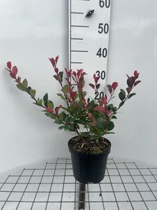 Photinia fraseri 'Little Red Robin' 30-40 cm cont. 3,0L - afbeelding 4