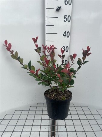 Photinia fraseri 'Little Red Robin' 30-40 cm cont. 3,0L - afbeelding 5