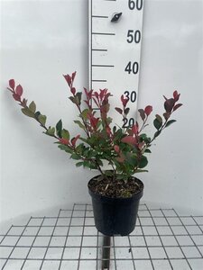 Photinia fraseri 'Little Red Robin' 30-40 cm cont. 3,0L - afbeelding 5