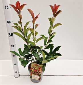 Photinia fraseri 'Robusta Compacta' 40-50 cm cont. 2,5L