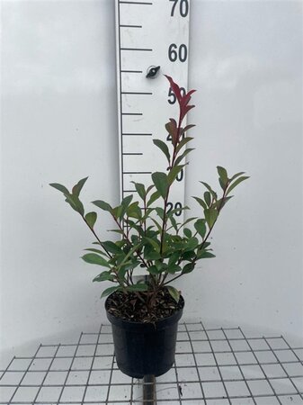 Photinia fraseri 'Robusta Compacta' 40-50 cm cont. 3,0L - afbeelding 2