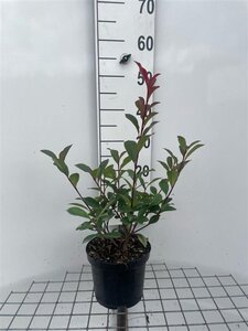 Photinia fraseri 'Robusta Compacta' 40-50 cm cont. 3,0L - afbeelding 2