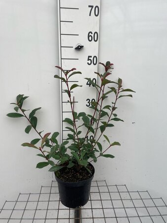 Photinia fraseri 'Robusta Compacta' 40-50 cm cont. 3,0L - afbeelding 2