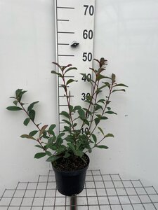 Photinia fraseri 'Robusta Compacta' 40-50 cm cont. 3,0L - afbeelding 2