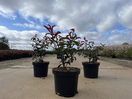 Photinia fraseri Carré Rouge 30-40 cm cont. 3,0L