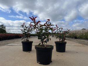 Photinia fraseri Carré Rouge 30-40 cm cont. 3,0L