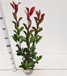 Photinia fraseri Carré Rouge 40-50 cm cont. 2,5L