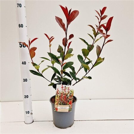 Photinia fraseri Carré Rouge 40-50 cm cont. 2,5L - afbeelding 2