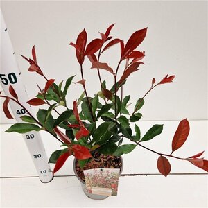 Photinia fraseri Carré Rouge 40-50 cm cont. 2,5L - afbeelding 3
