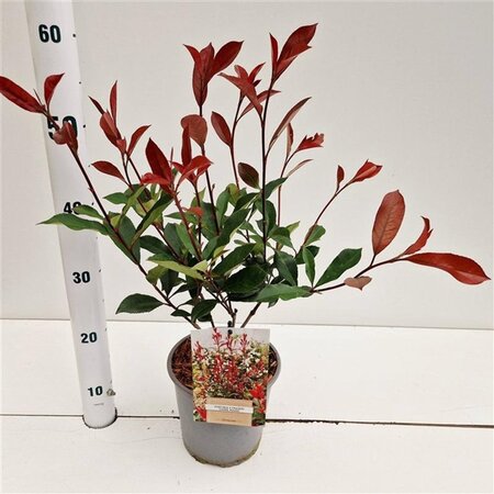 Photinia fraseri Carré Rouge 40-50 cm cont. 2,5L - afbeelding 4