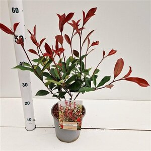 Photinia fraseri Carré Rouge 40-50 cm cont. 2,5L - afbeelding 4