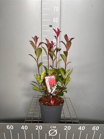 Photinia fraseri Carré Rouge 40-50 cm cont. 3,0L